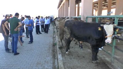 Hayvan Pazarında Kurbanlık Alışverişleri Devam Ediyor