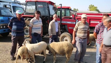 Trakya'daki hayvan pazarlarında yoğunluk - EDİRNE