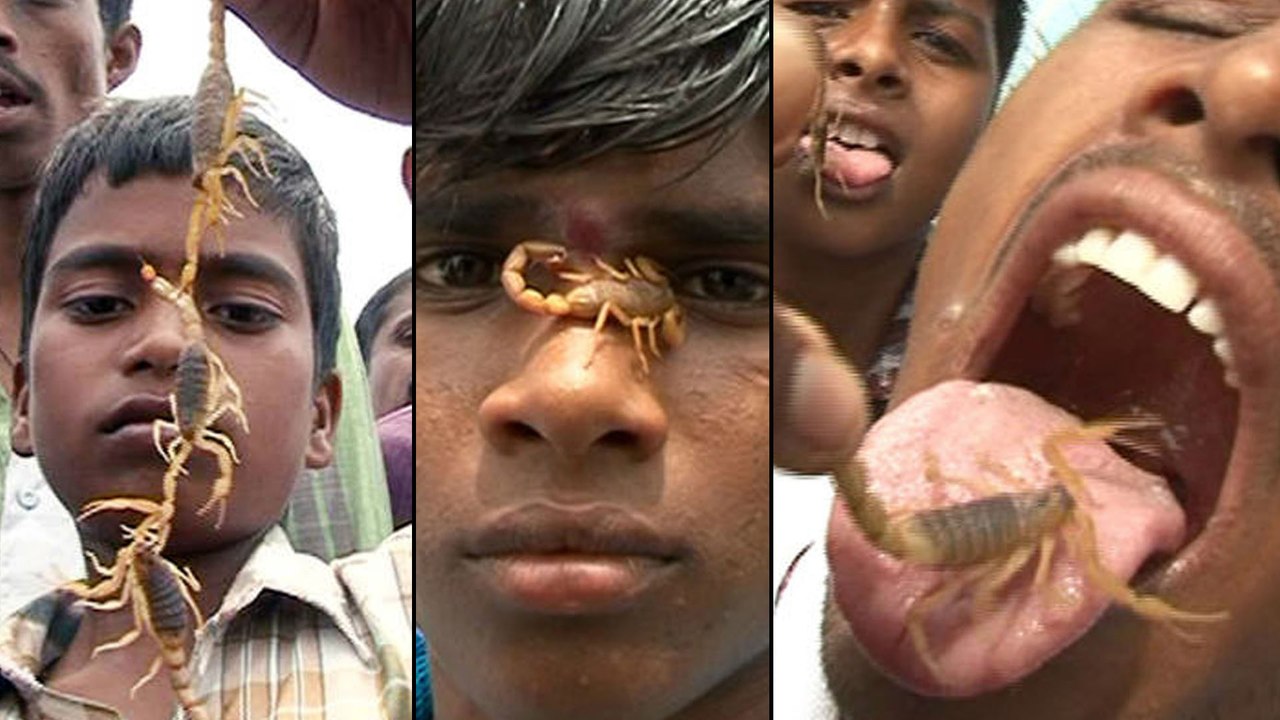 తేళ్ల  తో వింత పండుగ జరుపుకుంటున్న ప్రజలు