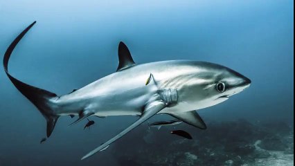 Thresher shark and Shortfin mako shark