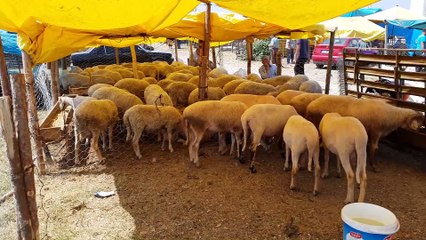 Hayvan pazarında yoğunluk - UŞAK