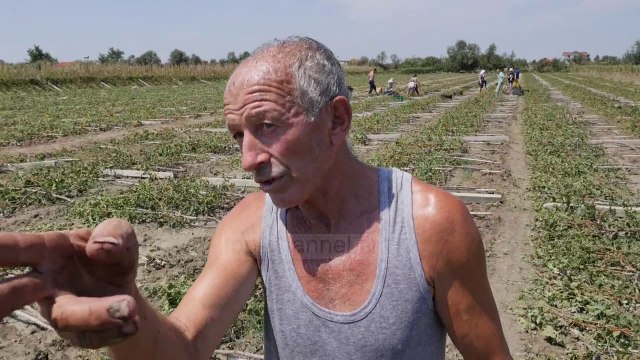 Stuhia shkatërron vreshtin në Lushnje - Top Channel Albania - News - Lajme