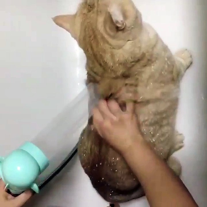 My cat loves to shower Every weekend