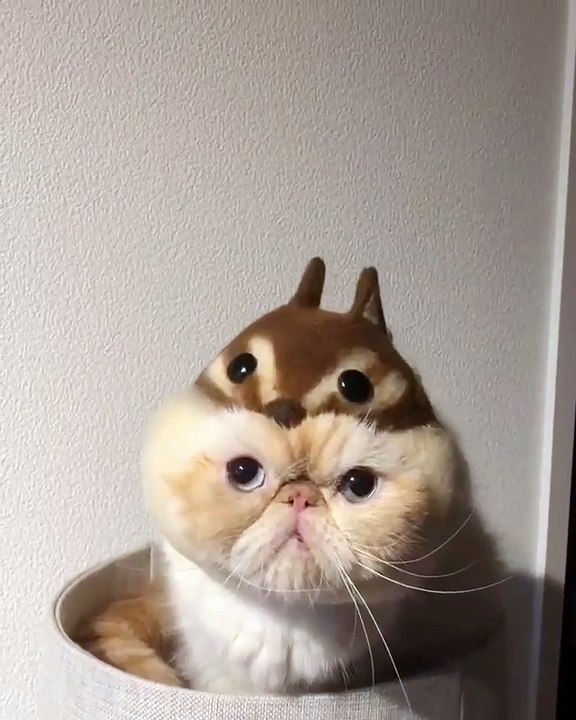 my cat wants to hide it self
