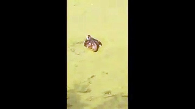 Anderlecht: les canards meurent dans un étang trop pollué à Neerpede