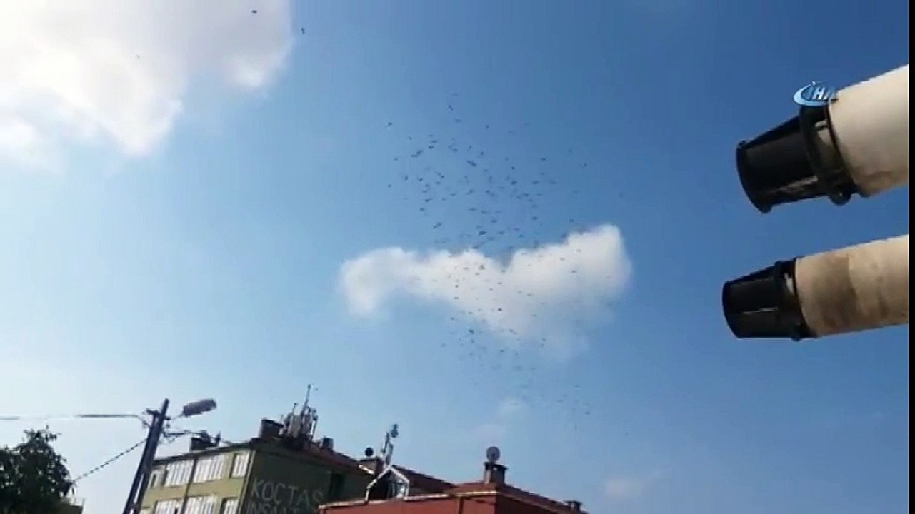 Leylekler, İstanbul Semalarında Görsel Şölen Oluşturdu