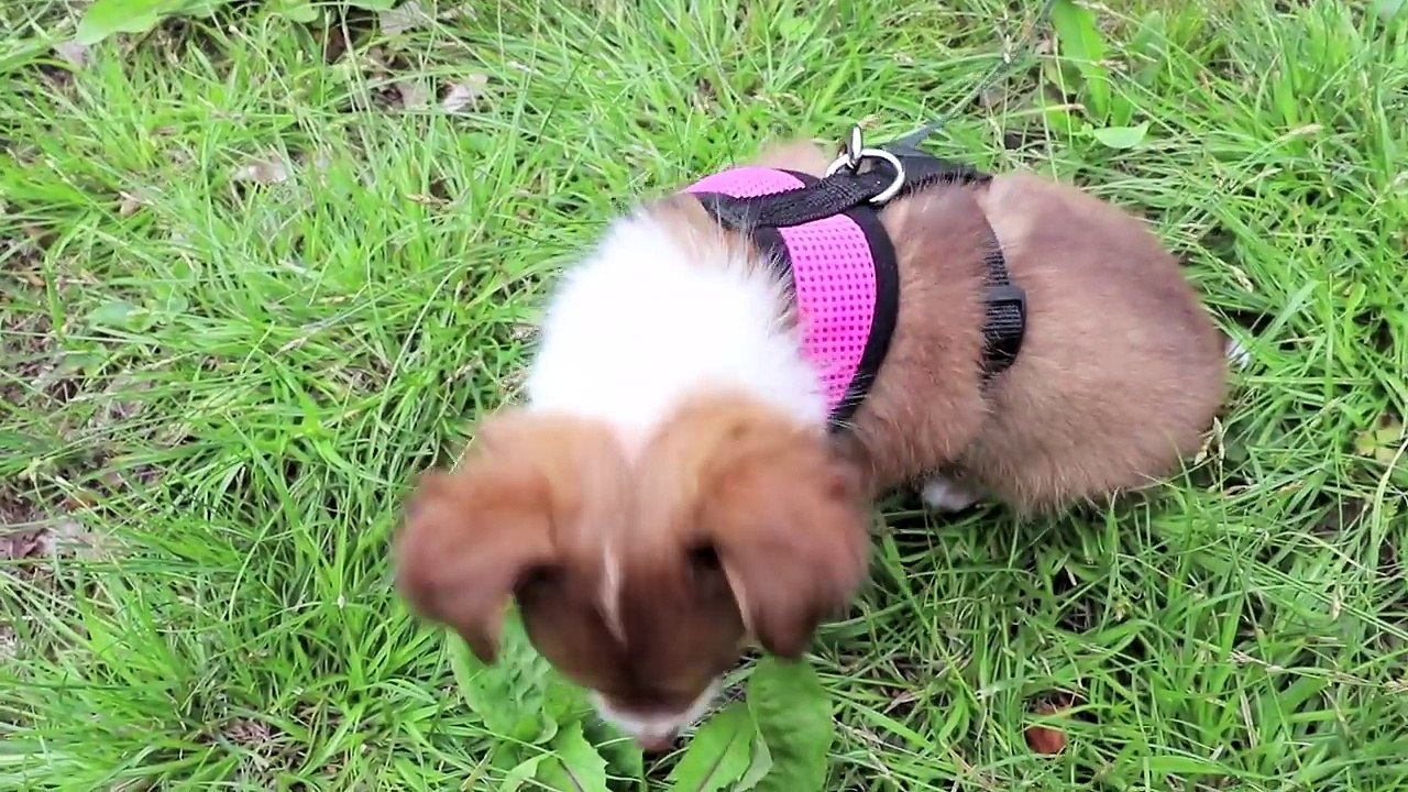 Vi hämtar och träffar vår hund!