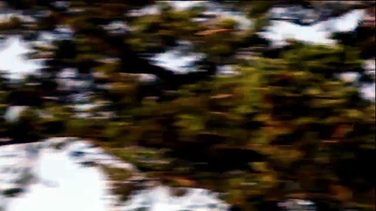 Crows Mobbing a Bald Eagle