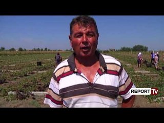 Report Tv- Lushnje/ Stuhia shkatërron mbi 70 hektarë vreshta