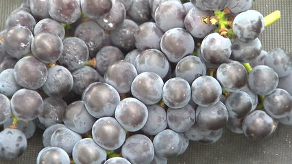 '10년의 결실' 씨없는 포도 2종 신품종 등록 / YTN