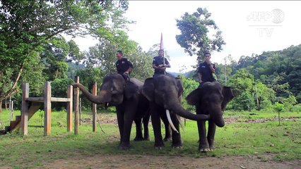 Elephants take the flag during Independence Day ceremony