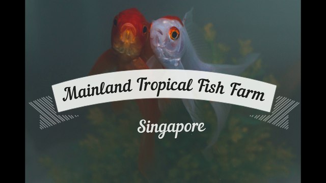 Mainland Tropical Fish Farm , Singapore