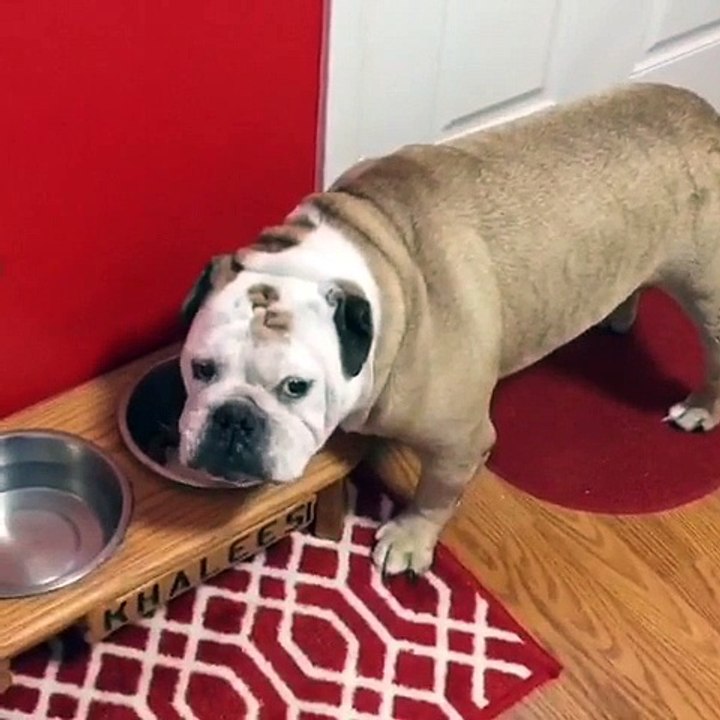 Bulldog clearly not a fan of owner's singing