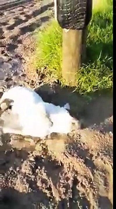 Just a little French Bulldog enjoying a mud bath.