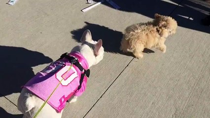 Poodle puppy plays with French Bulldog
