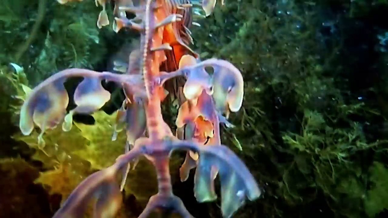 Los dominios de la muerte blanca - ¡Ahora en alta calidad! (Parte 2/5)