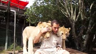 Getting Morning Love From The Lions