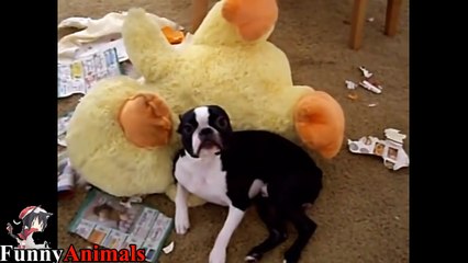 Funniest Boston Terrier Videos Compilation 2017 - Funny Dogs Video