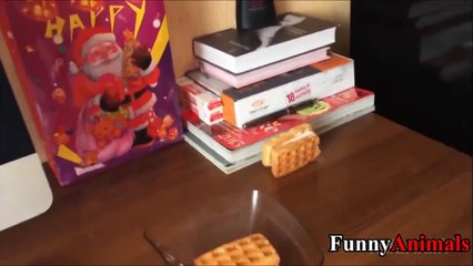 Funny Cats Stealing Food Compilation 2017 - Funniest Cat Videos Ever!