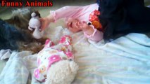 Yorkie Dogs Meeting Babies for the First Time - Yorkie Dog Laughing and Playing Baby Compilation