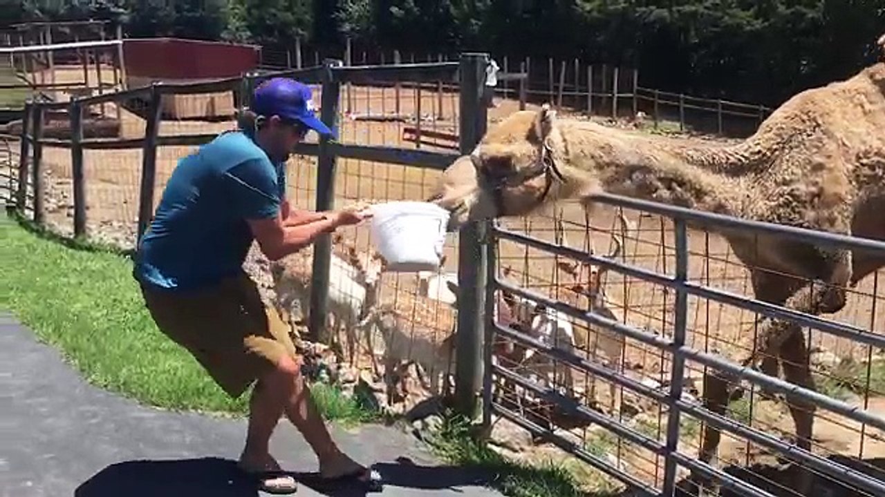 Funniest Pets of the Week Compilation August new | Funny Pet Videos