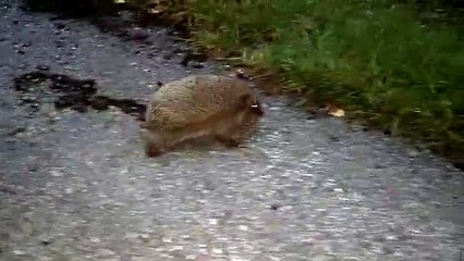 SUPER CUTE! Mama hedgehog with baby hedgehog!