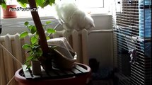 CHINCHILLAS vs CATS Friendship Forever - Cutest Chinchilla And Funny Cat Videos Compilation 2018