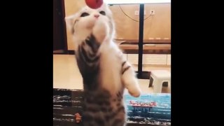 Funny Cat & Dog Videos Compilation 2018