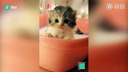 Hot Cats   Funny Cat Video Compilation 2018