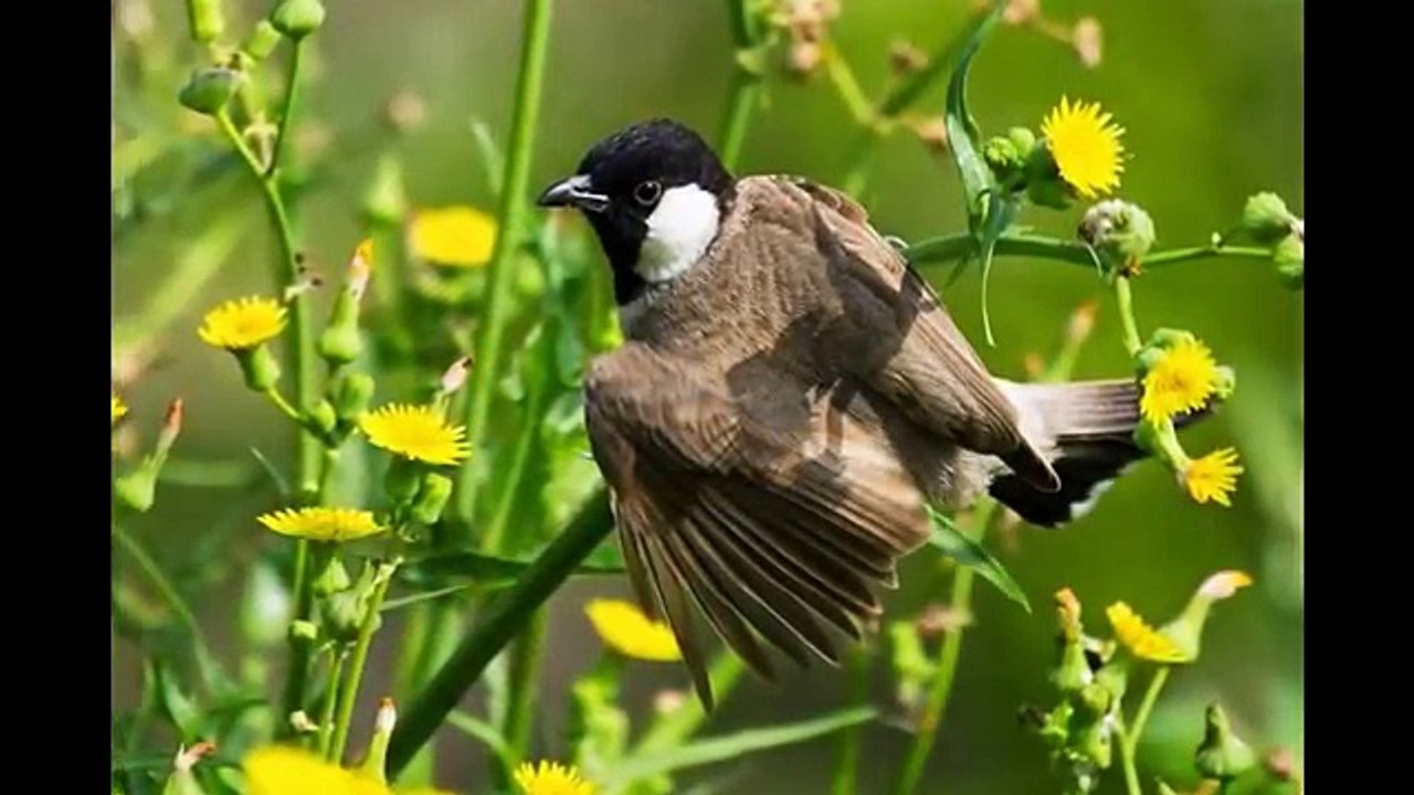 BEAUTIFUL BIRDS OF NATURE.