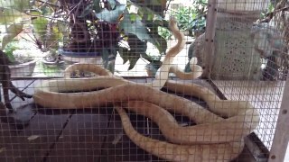 Bạch xà - White snakes