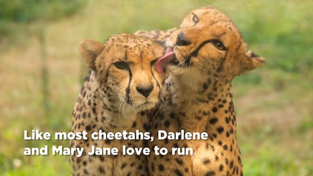 Ces 2 guépards vont chercher la balle comme des chiens