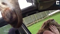 Une giraffe affamée vient manger directement dans la voiture