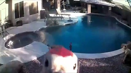 Un oiseau curieux s'en prend à une caméra de surveillance