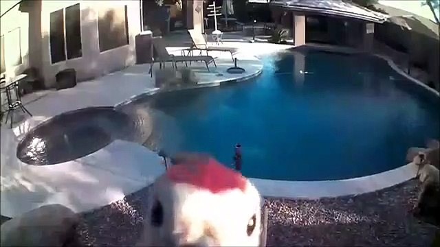 Un oiseau curieux s'en prend à une caméra de surveillance