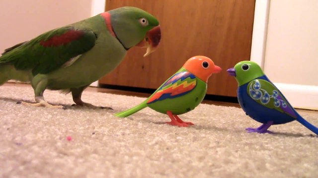 Un perroquet face à 2 jouets... Trop drôle