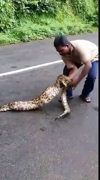 Regardez ce qu'a avalé ce serpent...