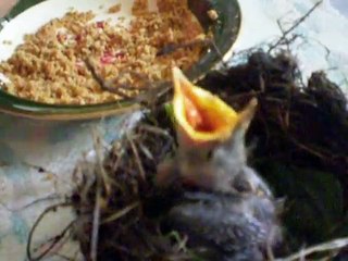Feeding a Wild Baby Bird