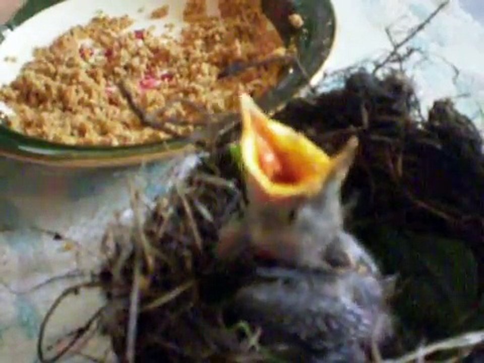 Feeding a Wild Baby Bird