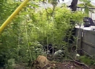 Cops S11 - Ep04 Atlanta, GA 3 HD Watch