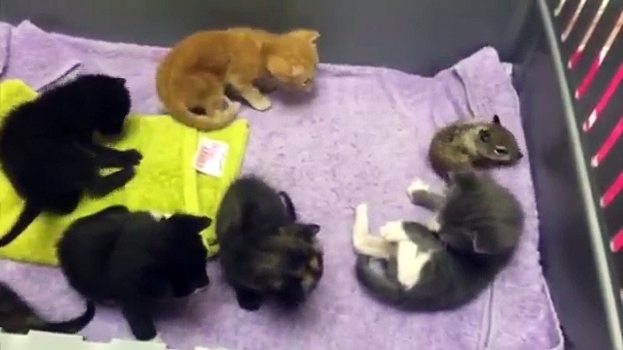 Mama cat nurses baby squirrel