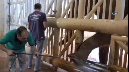 5 Tonluk Fillerin Bayram Temizliği