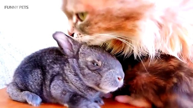Cats and Rabbits Playing Together [Funny Pets]