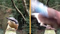 Videos for Cats to Watch Birds and Squirrels Split Screen