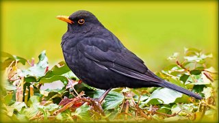 ❀ Countryside Birds and Sounds for a Lively Start to the Day
