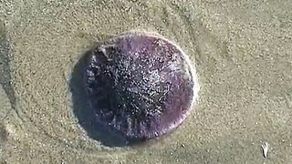Time Lapse of a Sand Dollar at Pismo Beach California