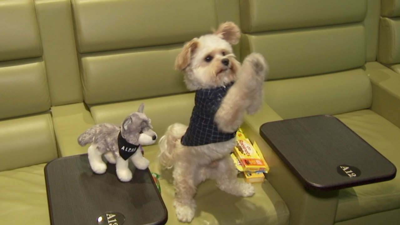 It's BYOD For The 'Alpha' Screening