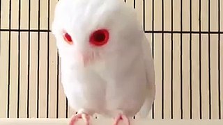 One of the most fabulous creatures : The Red Eyed Albino Owl