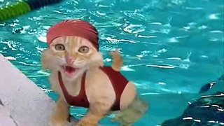 Try not to laugh funny cats