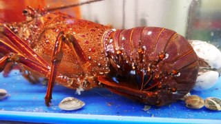 ALIEN SEA SNAIL Japanese Street Food